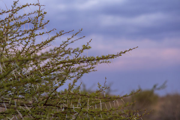 16.03. Morning Drive