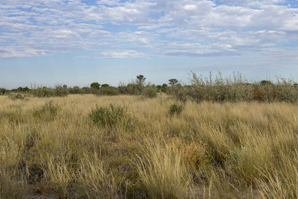 13.03. Das CKGR ist eines der 5 größten Naturreservate der Erde. Mit 53.000 km2 ist es Teil der Kalahari und erst seit 1998 für den Tourismus zugänglich.