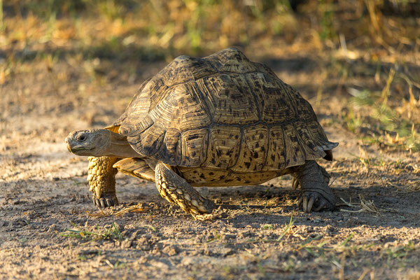 22.03. Bwabwata NP: Leopardschildkröte (Stigmochelis pardalis)