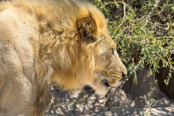13.03. Löwen (Panthera leo)