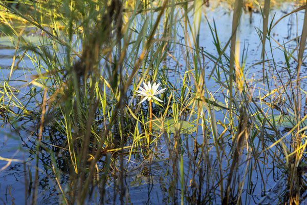 23.03. Sundowner Cruise 