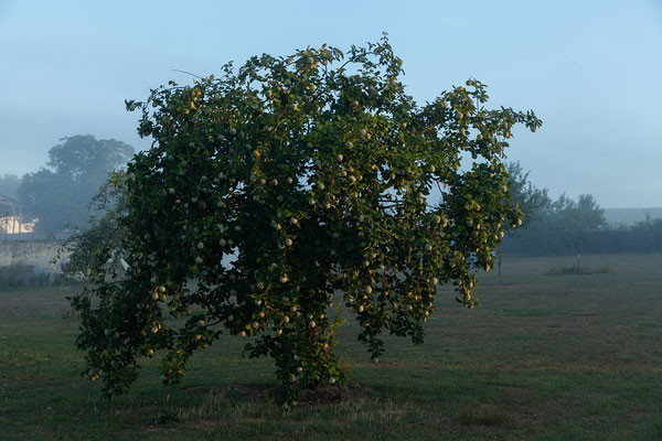 26.08. Champagne Jacques Copin, Verneuil