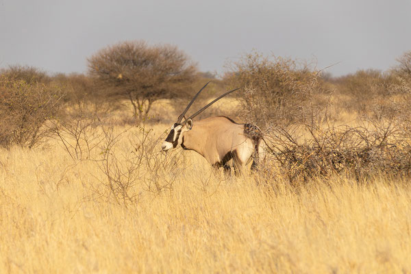01.10. Morning Drive: Oryx (Oryx gazella)