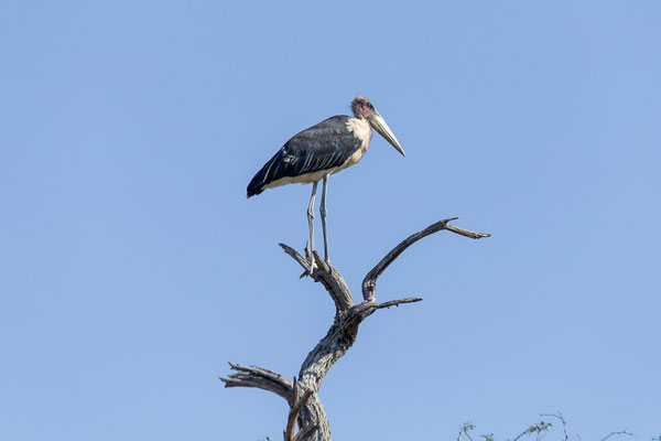 22.03. Bwabwata NP: Marabou stork (Leptoptilus crumeniferus)