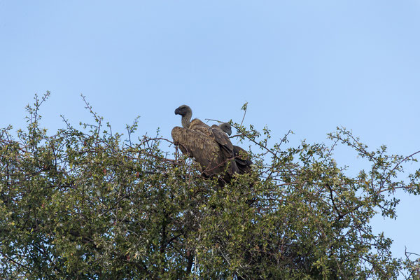 16.03. Makgadikgadi NP: White-backed vulture (Gyps africanus)