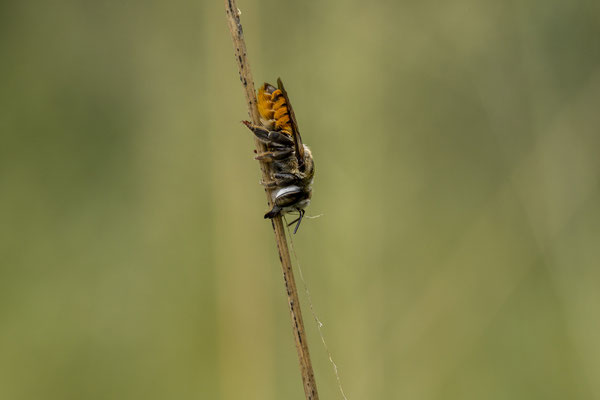 26.03. Porcupine/Fountain Trail
