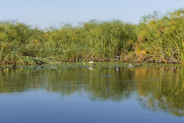 20.03. Morning Cruise: White waterlily (Nymphaea lotus) & Blue waterlily (Namphaea cerulea)