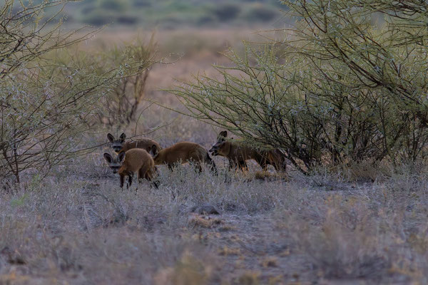 16.03. Morning Drive: Löffelhunde (Octocyon megalotis)