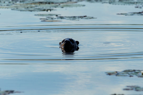 20.03. Evening Cruise: African clawless otter - Aonyx capensis