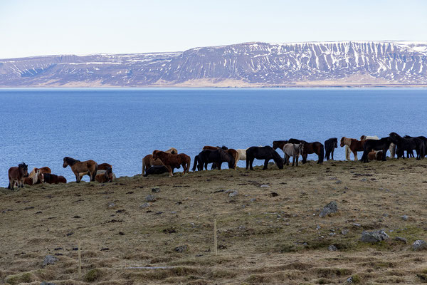 Skagafjörður 