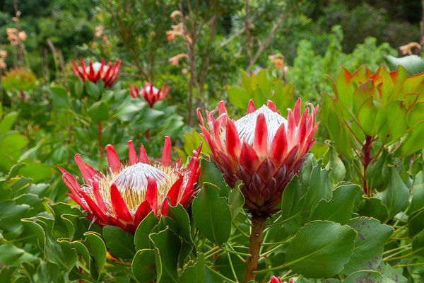14.10. Kirstenbosch Botanical Garden: Protea cynaroides