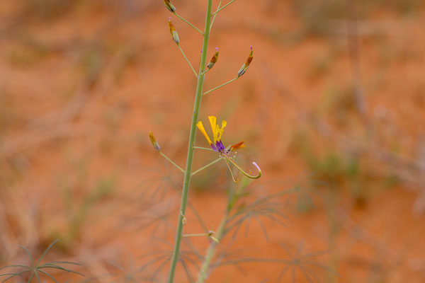 03.03. Vom Red Dune Camp zum KTP: Yellow mouse-whiskers (Cleome angustifolia)