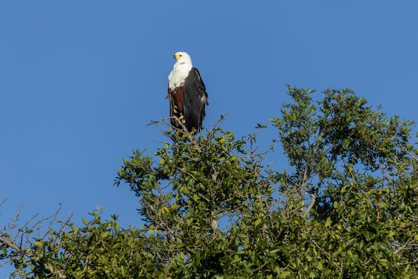 19.03. Bootstour: African fish eagle (Haliaeetus vocifer)