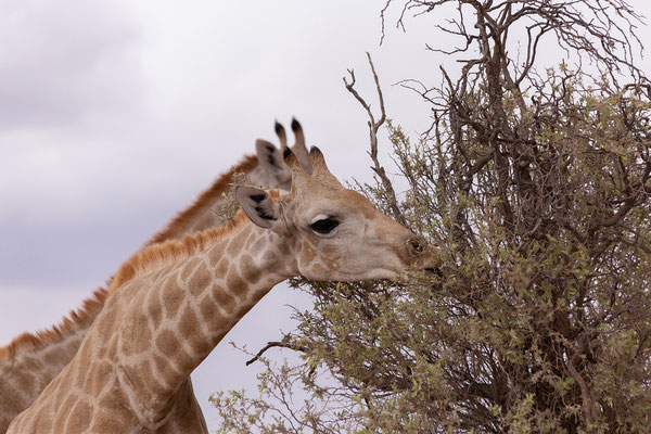 14.02. Giraffa camelopardalis - Giraffe
