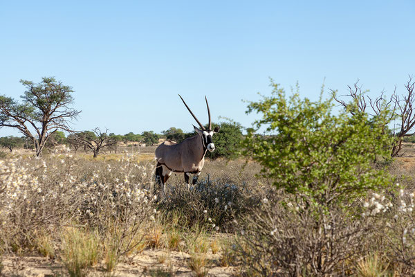 17.02. Oryx gazella - Oryx
