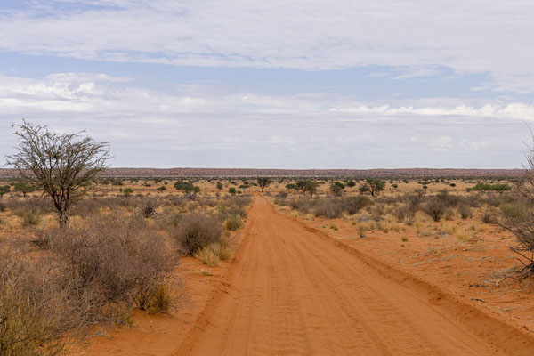03.03. Vom Red Dune Camp bis zum KTP sind es 150 km, am Straßenrand gibt es wieder viel zu entdecken.