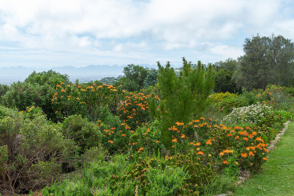 14.10. Kirstenbosch Botanical Garden: Leucospermum sp. (Proteaceae)