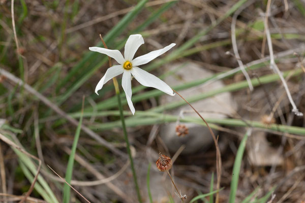 20.09. Kap Oštro, Halbinsel Prevlaka (Spätblühende Narzisse - Narcissus serotinus)