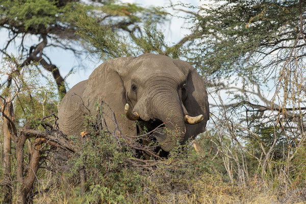 16.03. Makgadikgadi NP: Elefant (Loxodonta africana)