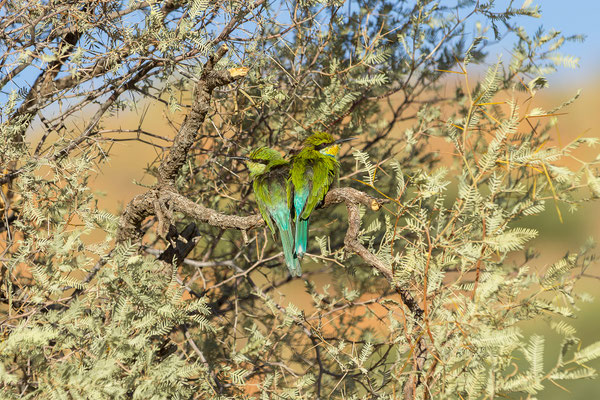 05.03. Morning Drive in Richtung Twee Rivieren: Swallow-tailed Bee-eater (Merops hirudineus)