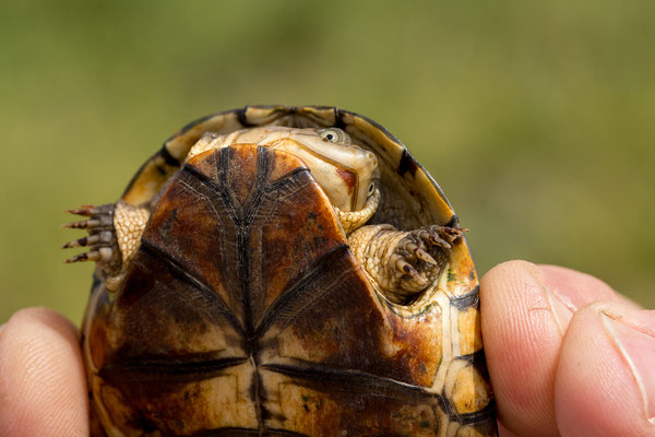 25.03. Auf dem Weg zum Waterberg: Marsh/Helmeted terrapin (Pelomedusa subrufa)