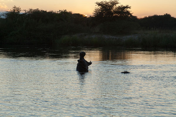 25.4. Bootsfahrt am Kavango, Flusspferde - Hippopotamus amphibius