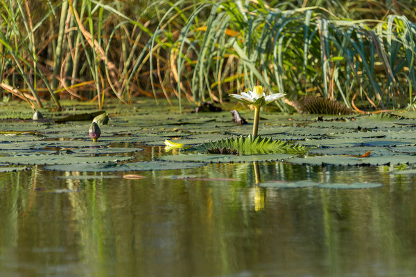 20.03. Morning Cruise: White waterlily (Nymphaea lotus)