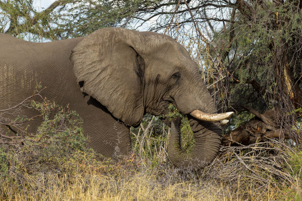 16.03. Makgadikgadi NP: Elefant (Loxodonta africana)