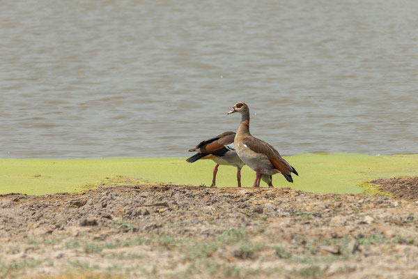 7.10. Moremi GR - unterwegs nach 3rd Bridge: Egyptian goose (Alopochen aegiptiaca)
