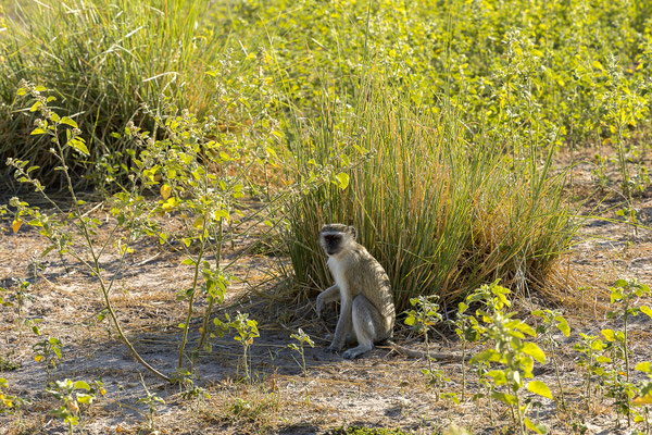 22.03. Bwabwata NP: Grünmeerkatze (Cercopithecus aethiops)