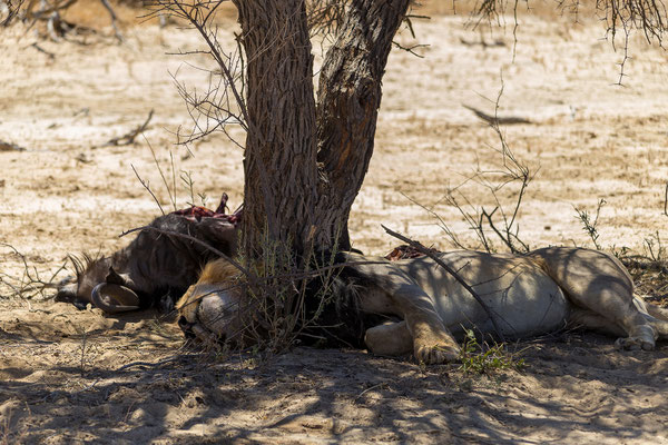 06.03. Nach der Löwensichtung halten wir in Nossob. Wir tanken und bestellen Brot.