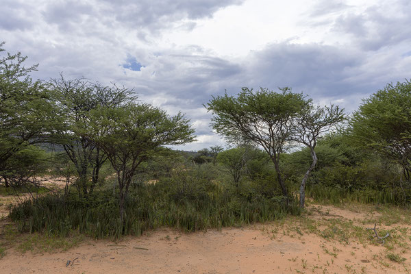 25.03. Waterberg Wilderness: Rhino Drive