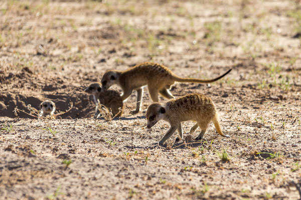 05.03. Morning Drive in Richtung Twee Rivieren: Erdmännchen (Suricata suricata) 