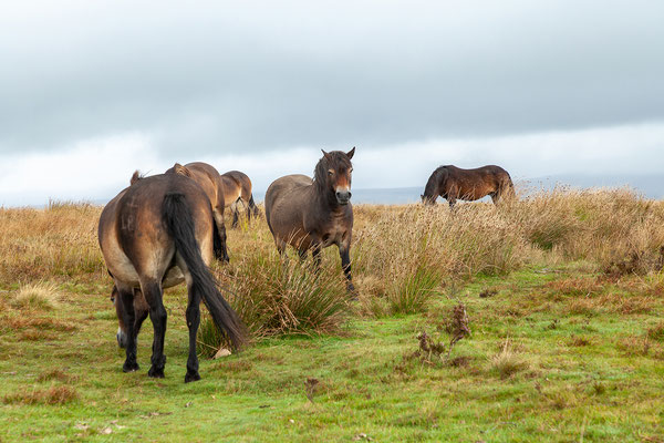 06.09. Exmoor