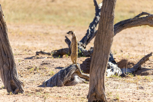 05.03. Morning Drive in Richtung Twee Rivieren: Erdmännchen (Suricata suricata)