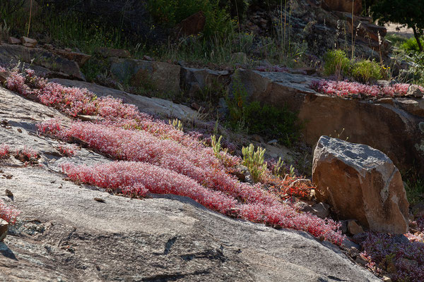 02.06. Sedum brevifolium