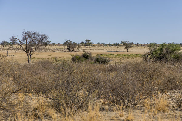 07.03. Termitenhügel