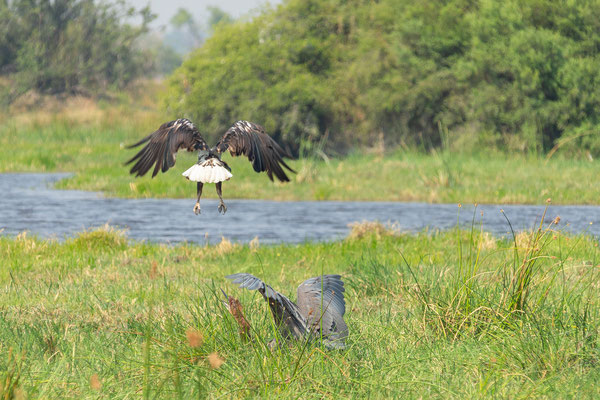8.10. Moremi GR - Mboma Loop: African fish eagle (Icthyophaga/Haliaeetus vocifer) & Goliath heron (Ardea goliath)