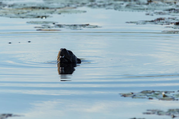 20.03. Evening Cruise: African clawless otter - Aonyx capensis