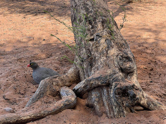 10.03. Mpayathutlwa 01 Campsite: Red-billed spurfowl (Pternistis adspersus)