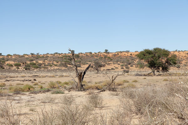 18.02. Nach dem Essen machen wir einen kurzen Game Drive ohne besondere Sichtungen.