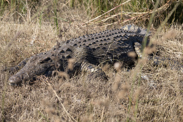 02.05. Bootstour auf dem Chobe, Nilkrokodil - Crocodylus niloticus