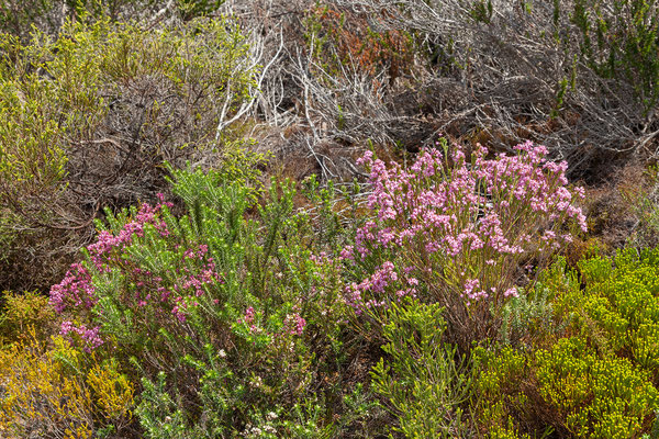 16.10. Cape Peninsula: Erica sp.