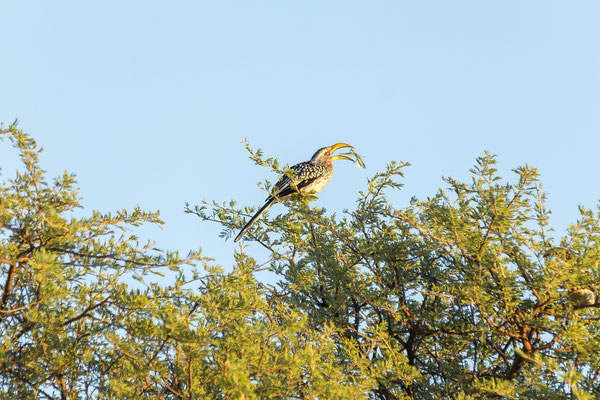 10.03. Sothern yellow-billed hornbill (Tockus leucomelas)