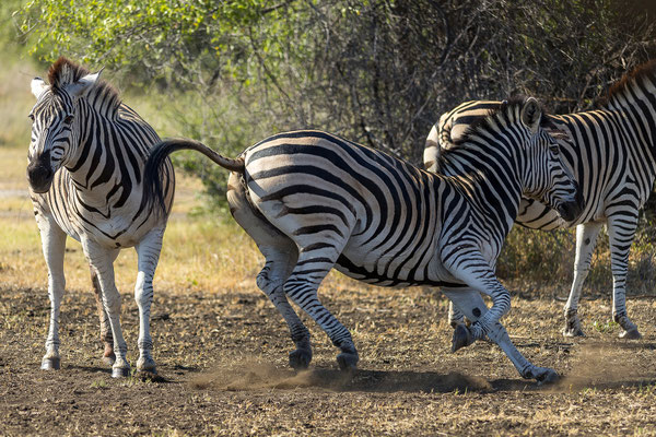 22.03. Bwabwata NP: Steppenzebra (Equus quagga burchellii)