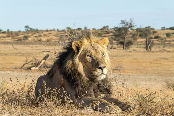 09.03. Ein stattliches Löwenmännchen (Panthera leo) beschert uns heute Morgen tolle Fotos.