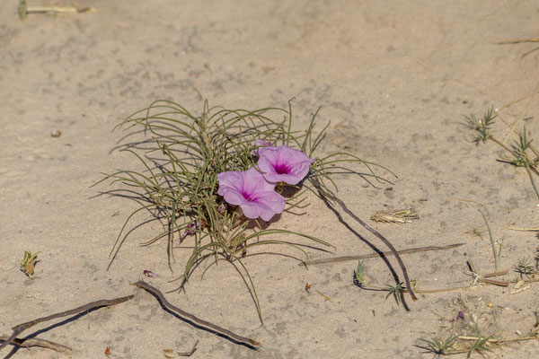 11.03. Wild morning glory (Ipomoea bolusiana)