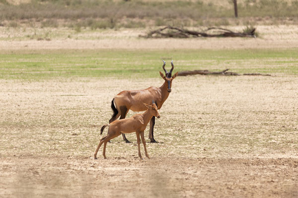 17.02. Connochaetes taurinus - Gnu