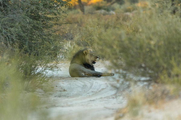 ... und zwei Löwen in einiger Entfernung.