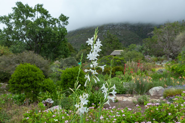 14.10. Kirstenbosch Botanical Garden: Watsonia sp.